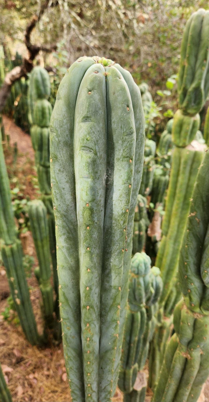 #EC106 EXACT Trichocereus Pachanoi Skip/CG Campground Cactus Cutting