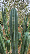 #EC106 EXACT Trichocereus Pachanoi Skip/CG Campground Cactus Cutting