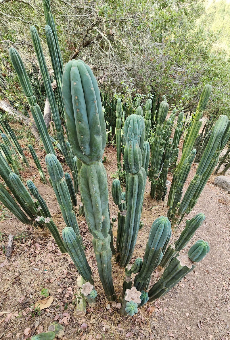 #EC106 EXACT Trichocereus Pachanoi Skip/CG Campground Cactus Cutting