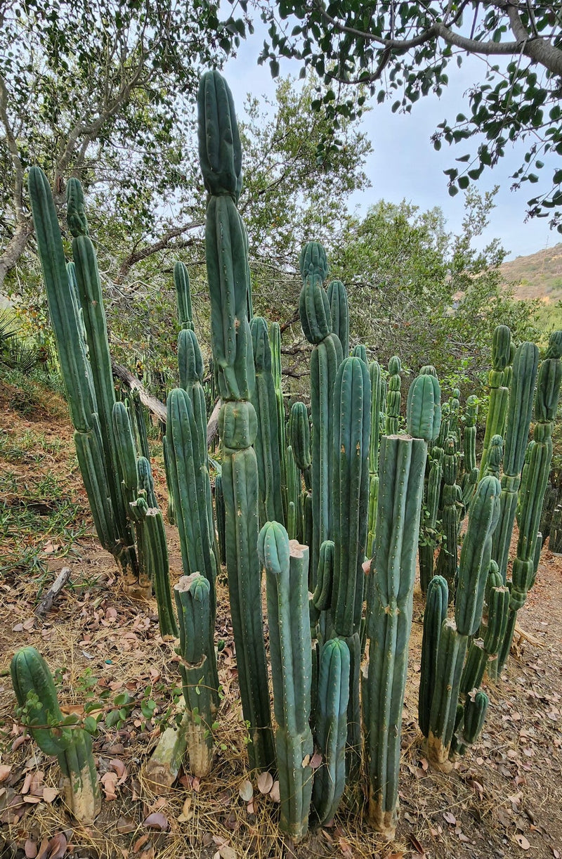 #EC106 EXACT Trichocereus Pachanoi Skip/CG Campground Cactus Cutting