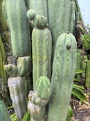 #EC106 EXACT Trichocereus Pachanoi Skip/CG Campground Cactus Cutting