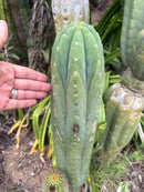 #EC106 EXACT Trichocereus Pachanoi Skip/CG Campground Cactus Cutting