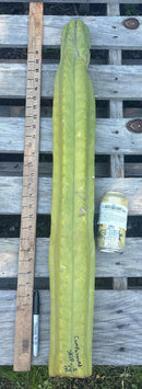 #EC106 EXACT Trichocereus Pachanoi Skip/CG Campground Cactus Cutting