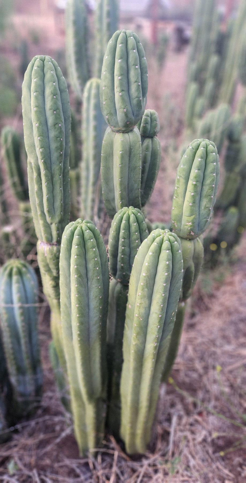 #EC106 EXACT Trichocereus Pachanoi Skip/CG Campground Cactus Cutting