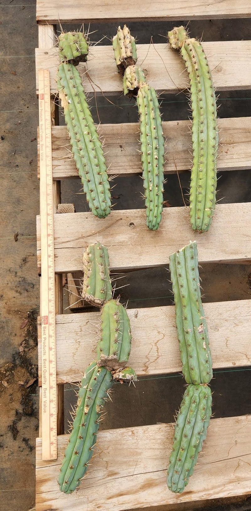 #EC107 EXACT Trichocereus Bridgesoid "SunSpine" cutting