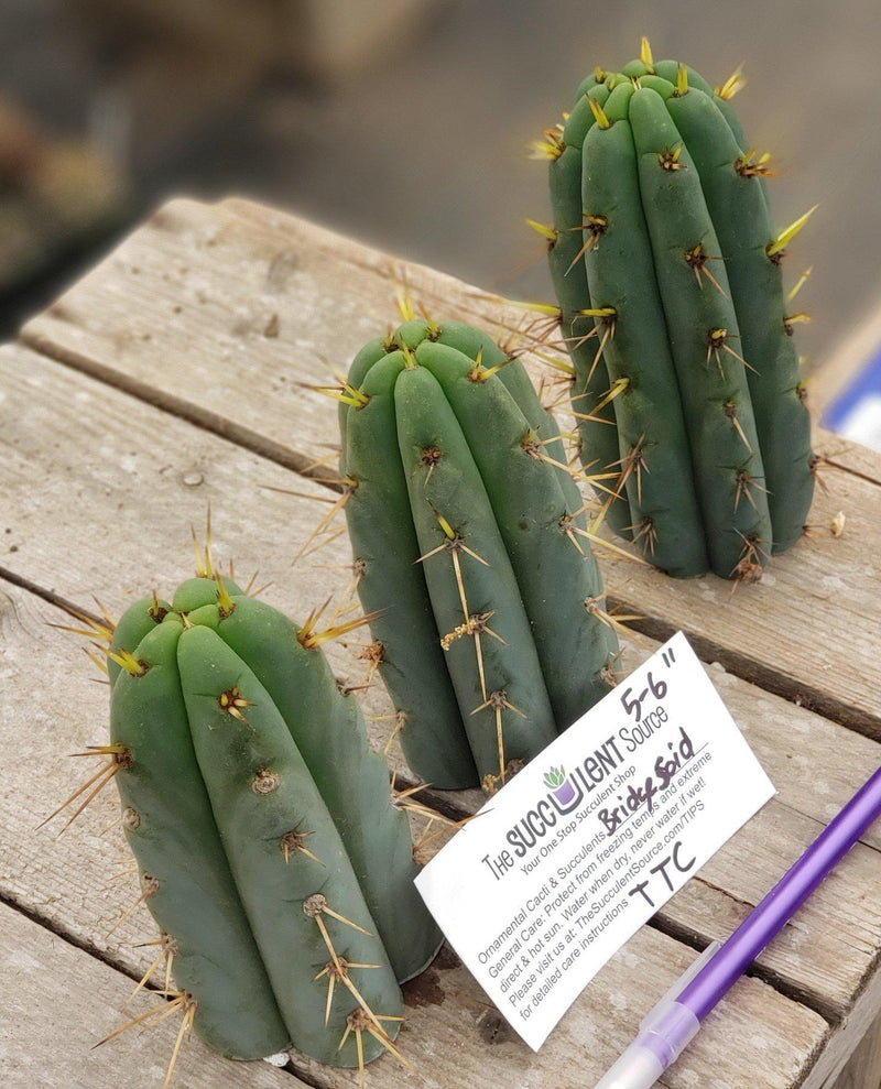 #EC107 EXACT Trichocereus Bridgesoid "SunSpine" cutting