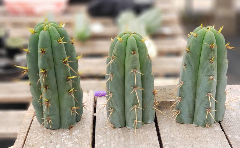 #EC107 EXACT Trichocereus Bridgesoid "SunSpine" cutting