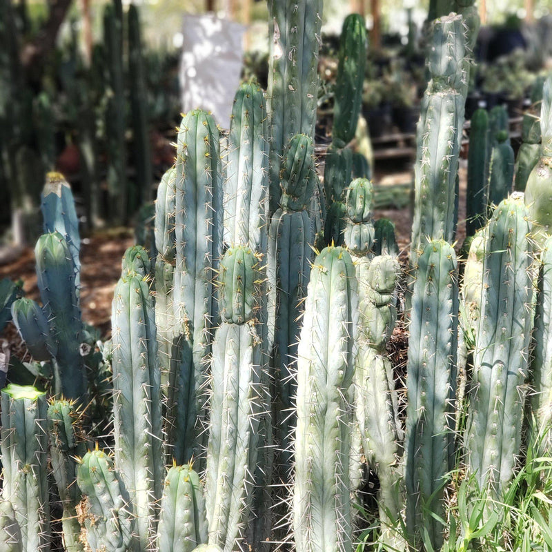 #EC107 EXACT Trichocereus Bridgesoid "SunSpine" cutting