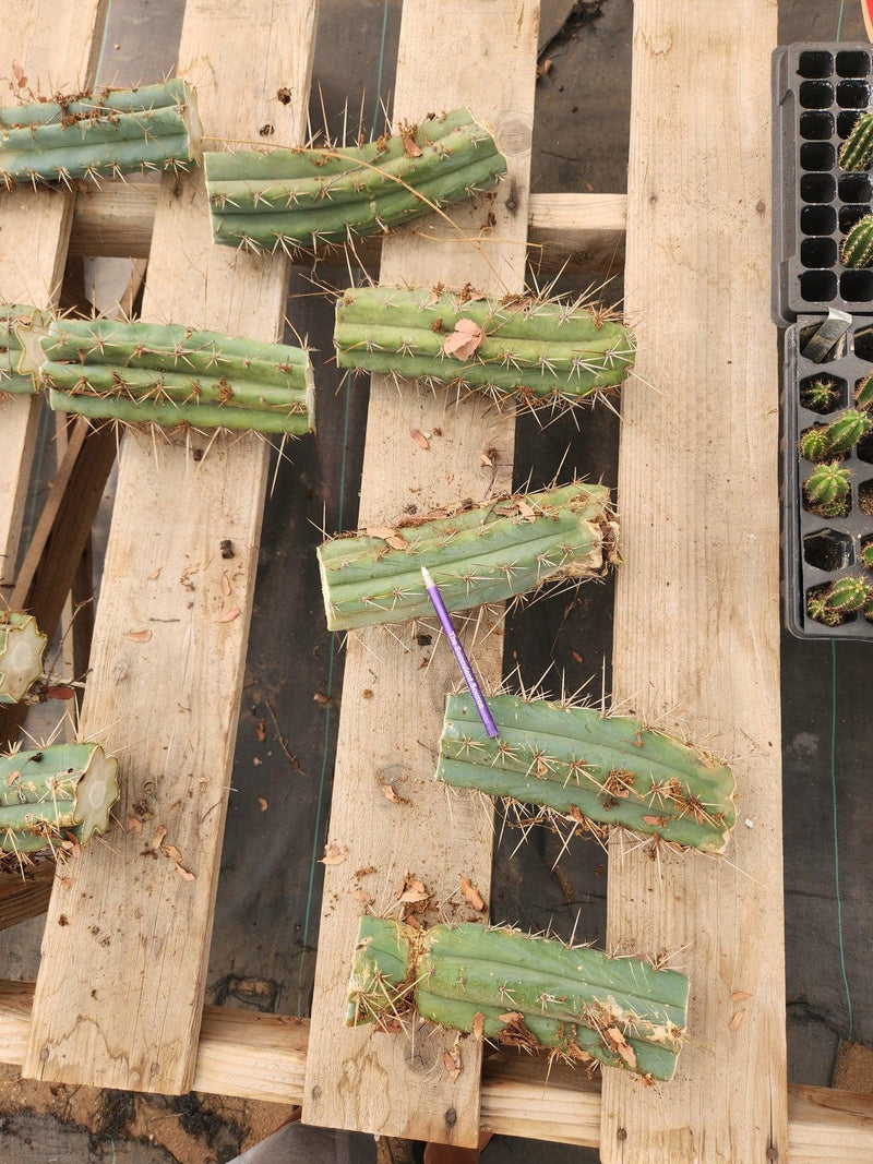 #EC107 EXACT Trichocereus Bridgesoid "SunSpine" cutting