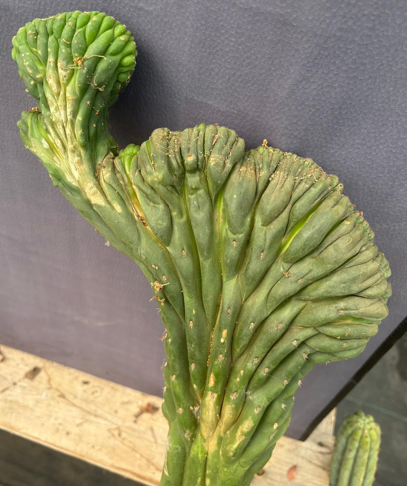 #EC109 Exact Trichocereus Pachanoi  Crested Cactus Cutting 23”