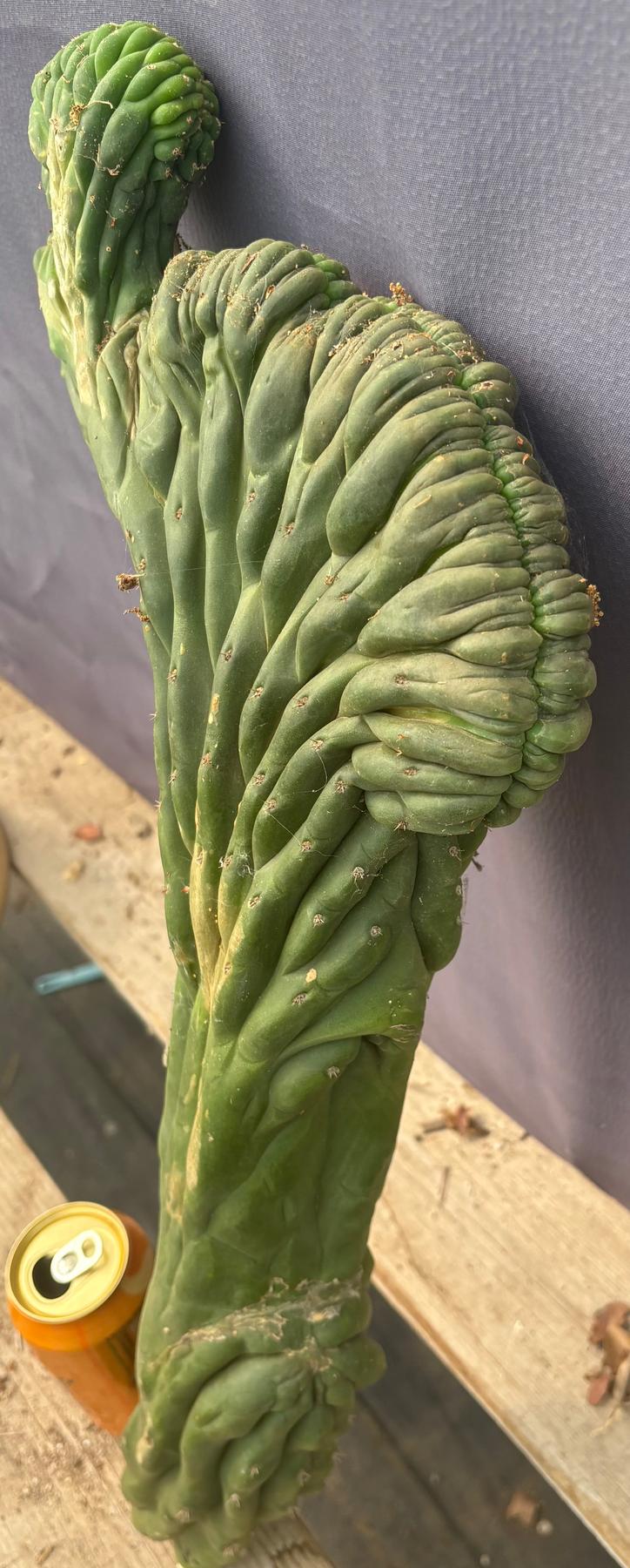 #EC109 Exact Trichocereus Pachanoi  Crested Cactus Cutting 23”
