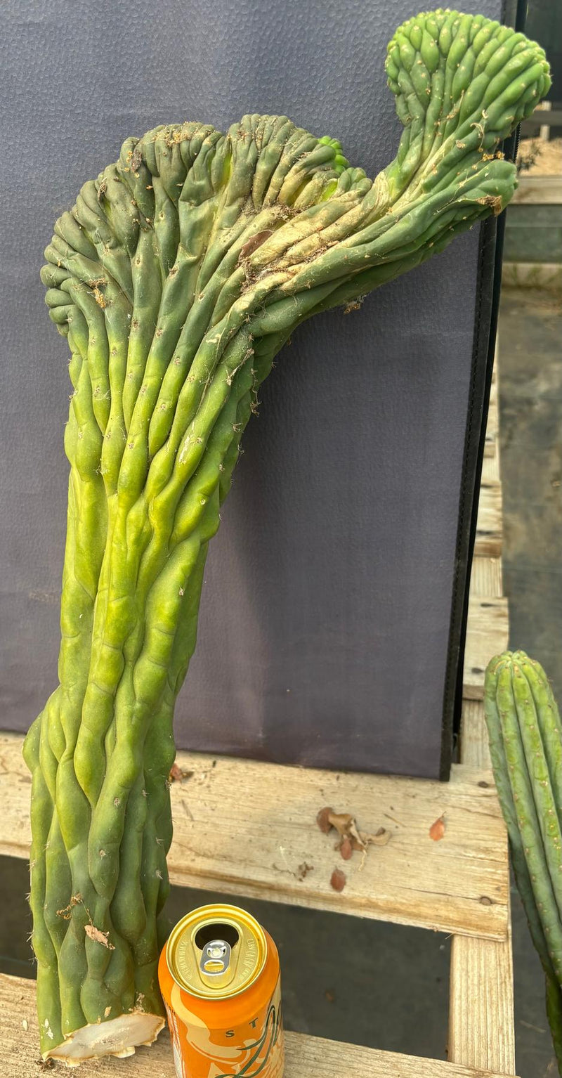 #EC109 Exact Trichocereus Pachanoi  Crested Cactus Cutting 23”