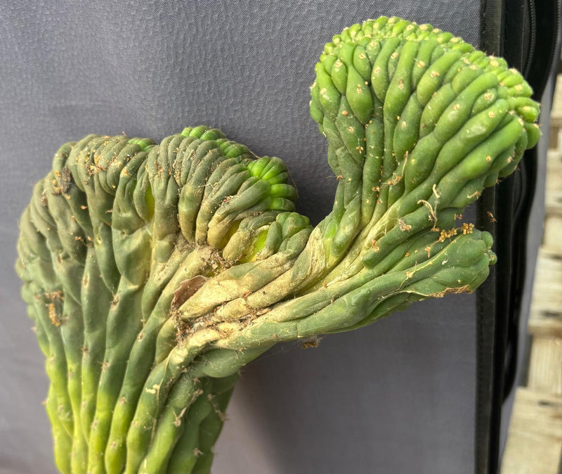 #EC109 Exact Trichocereus Pachanoi  Crested Cactus Cutting 23”