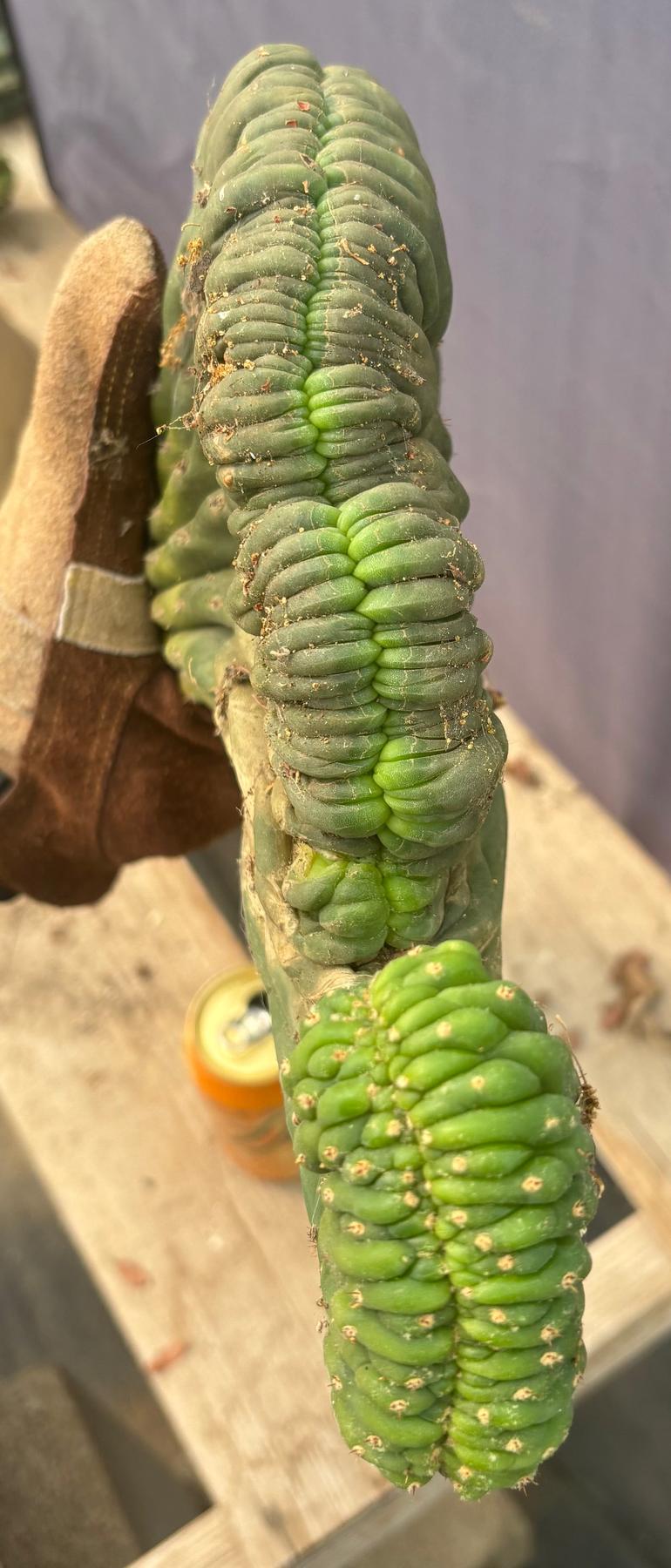 #EC109 Exact Trichocereus Pachanoi  Crested Cactus Cutting 23”