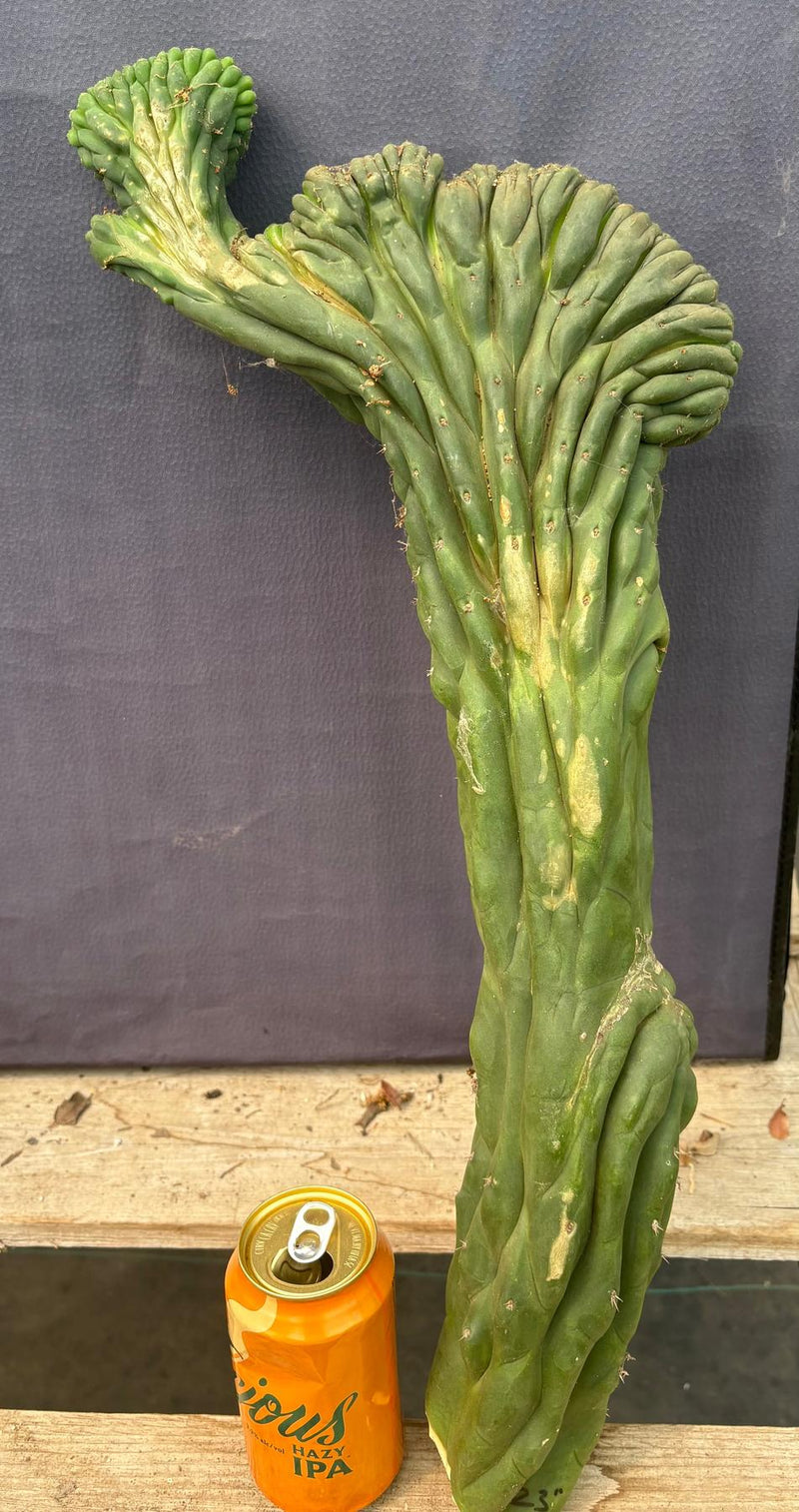 #EC109 Exact Trichocereus Pachanoi  Crested Cactus Cutting 23”