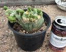 #EC11 EXACT Trichocereus Bridgesii Monstrose TBMC Crested Cactus Specimens