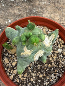 #EC11 EXACT Trichocereus Bridgesii Monstrose TBMC Crested Cactus Specimens