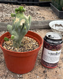 #EC11 EXACT Trichocereus Bridgesii Monstrose TBMC Crested Cactus Specimens