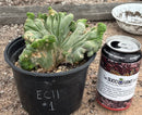 #EC11 EXACT Trichocereus Bridgesii Monstrose TBMC Crested Cactus Specimens