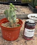 #EC11 EXACT Trichocereus Bridgesii Monstrose TBMC Crested Cactus Specimens