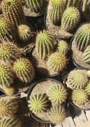 #EC111 Trichocereus Grandiflorus Ornamental Cactus Potted 8" we pick