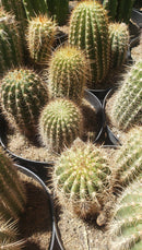 #EC111 Trichocereus Grandiflorus Ornamental Cactus Potted 8" we pick