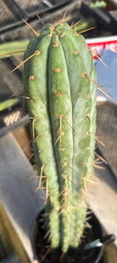 Cactus Trichocereus Bridgesii Jada 22 in Blue Glaucus Large Rare Plant