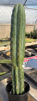 Cactus Trichocereus Bridgesii Jada 22 in Blue Glaucus Large Rare Plant