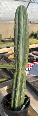 Cactus Trichocereus Bridgesii Jada 22 in Blue Glaucus Large Rare Plant