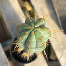 Cactus Trichocereus Bridgesii Jada 22 in Blue Glaucus Large Rare Plant