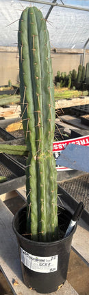 Cactus Trichocereus Bridgesii Jada 22 in Blue Glaucus Large Rare Plant