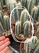 #EC118 Pilocereus Cactus Potted in 4" container