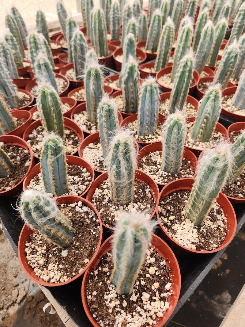 #EC118 Pilocereus Cactus Potted in 4" container