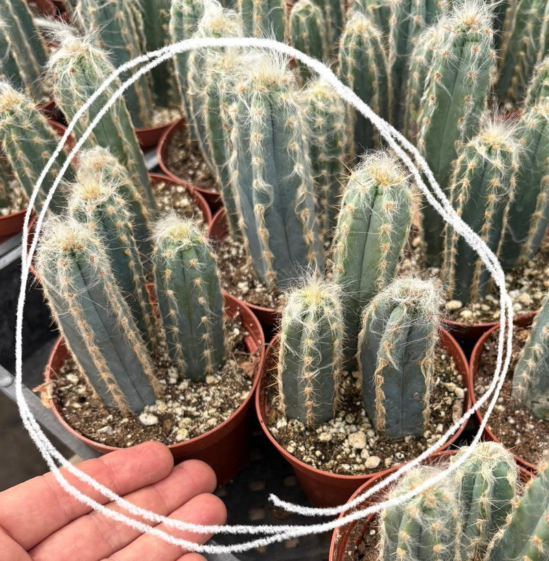 #EC118 Pilocereus Cactus Potted in 4" container