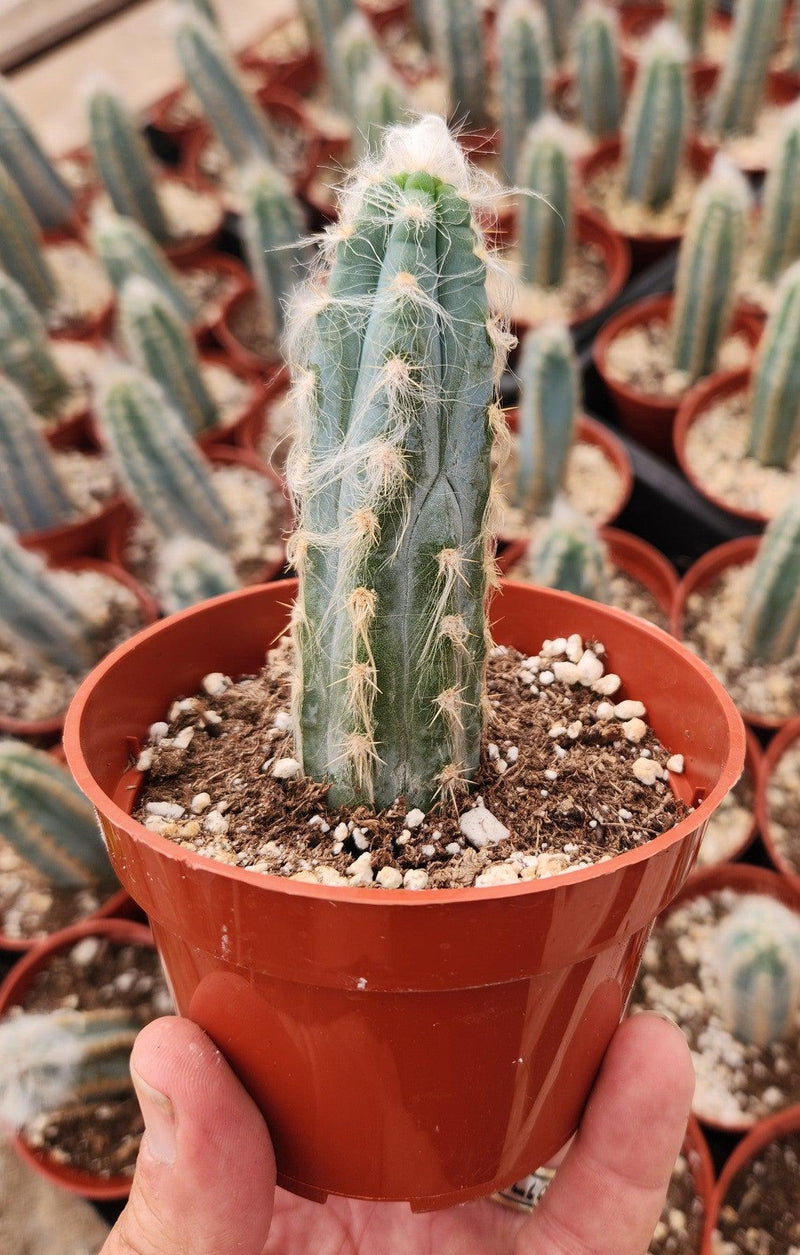 #EC118 Pilocereus Cactus Potted in 4" container