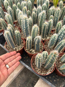 #EC118 Pilocereus Cactus Potted in 4" container