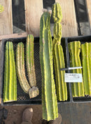 #EC120 EXACT Trichocereus Pachanoi PC Cactus TLC Lot