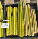 #EC120 EXACT Trichocereus Pachanoi PC Cactus TLC Lot