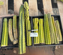 #EC120 EXACT Trichocereus Pachanoi PC Cactus TLC Lot