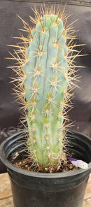 Cactus Browningia Hertlingiana 9 Inch Specimen In A 1 Gallon Pot Ready For New Home Today by The Succulent Source