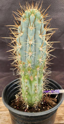 Cactus Browningia Hertlingiana 9 Inch Specimen In A 1 Gallon Pot Ready For New Home Today by The Succulent Source