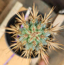 Cactus Browningia Hertlingiana 9 Inch Specimen In A 1 Gallon Pot Ready For New Home Today by The Succulent Source