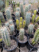 Cactus Browningia Hertlingiana 9 Inch Specimen In A 1 Gallon Pot Ready For New Home Today by The Succulent Source