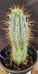 #EC124 EXACT Browningia Hertlingiana Cactus specimen 9"