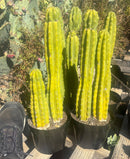 #EC125 EXACT Trichocereus Pachanoi PC Cactus 25"+
