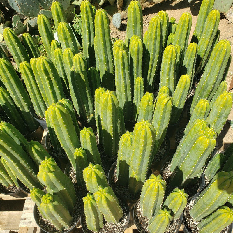 #EC125 EXACT Trichocereus Pachanoi PC Cactus 25"+