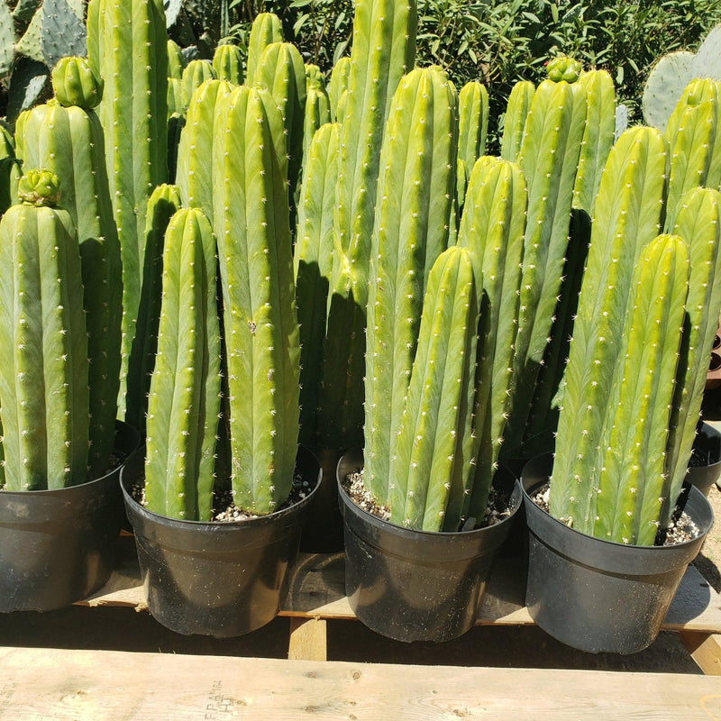 #EC125 EXACT Trichocereus Pachanoi PC Cactus 25"+