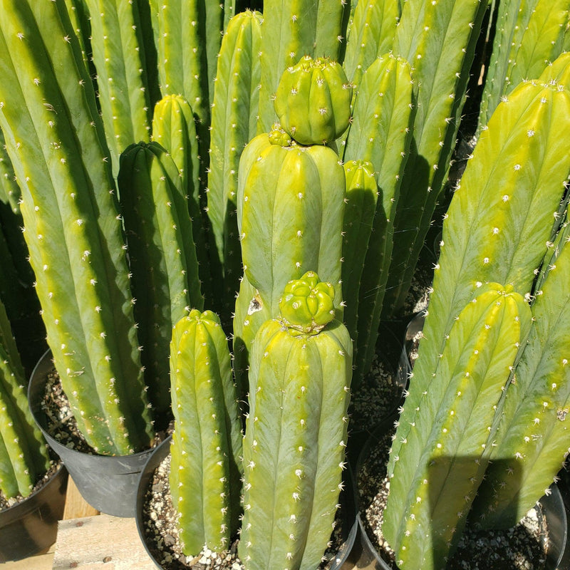 #EC125 EXACT Trichocereus Pachanoi PC Cactus 25"+