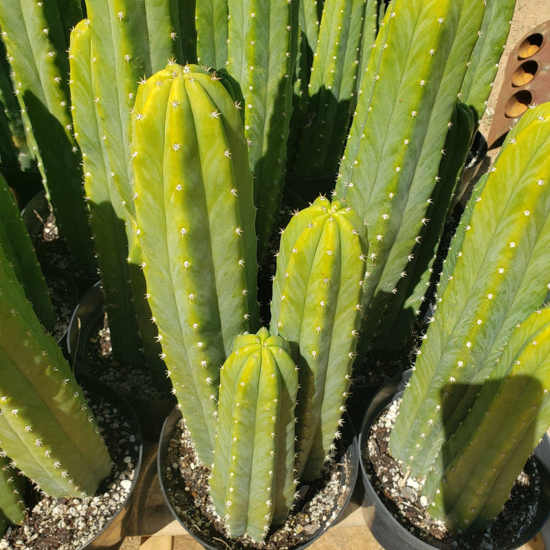 #EC125 EXACT Trichocereus Pachanoi PC Cactus 25"+