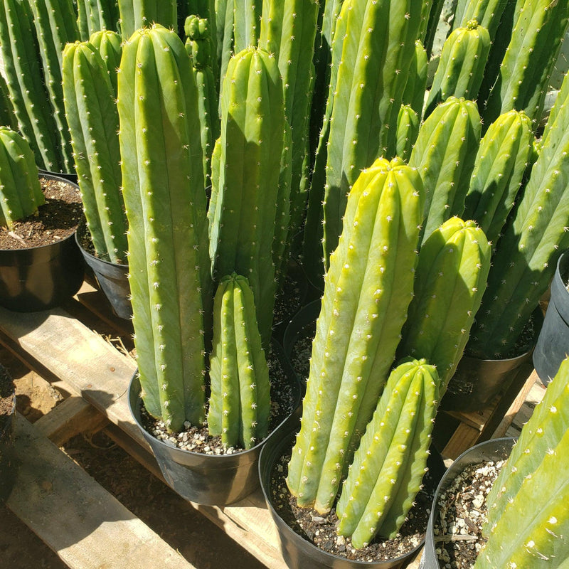 #EC125 EXACT Trichocereus Pachanoi PC Cactus 25"+